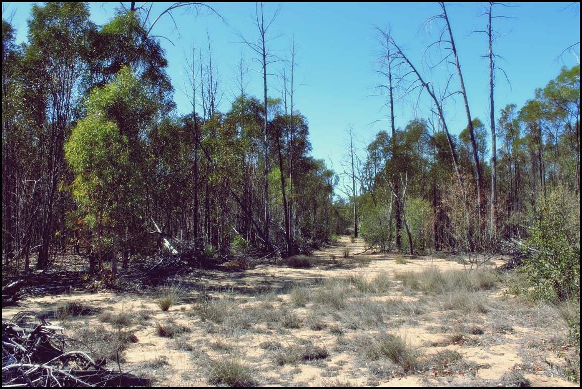 Lot 8 Basil Drive , Forest Ridge For Sale by Farmbuy.com - image 16