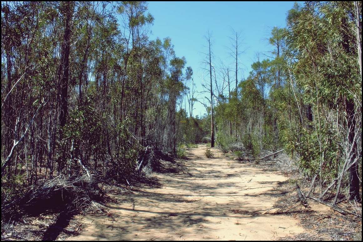 Lot 8 Basil Drive , Forest Ridge For Sale by Farmbuy.com - image 17