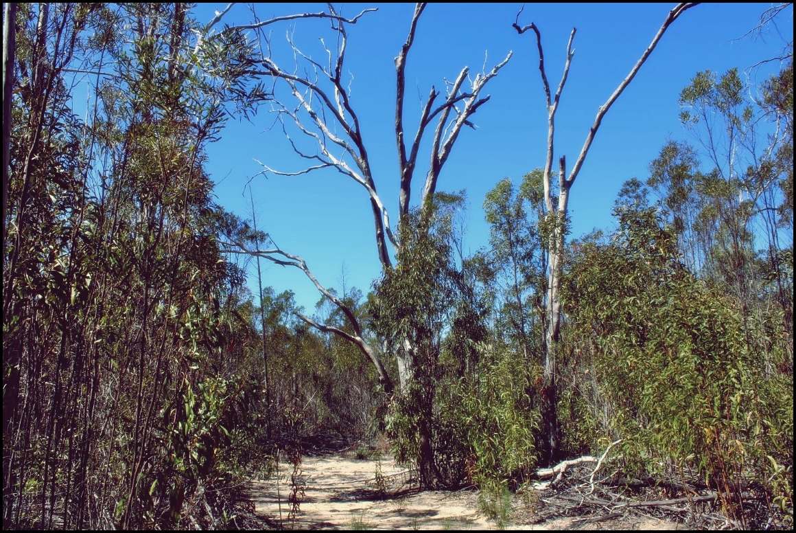 Lot 8 Basil Drive , Forest Ridge For Sale by Farmbuy.com - image 6