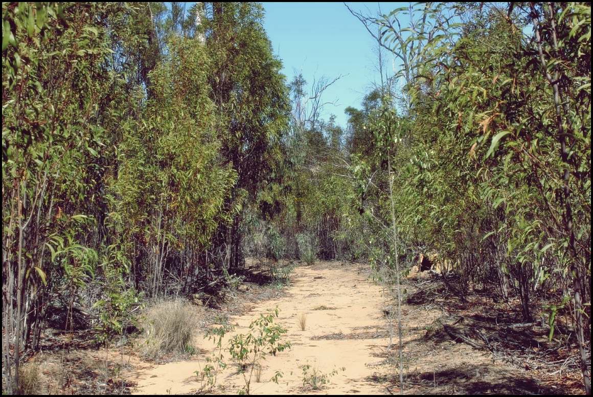 Lot 8 Basil Drive , Forest Ridge For Sale by Farmbuy.com - image 26