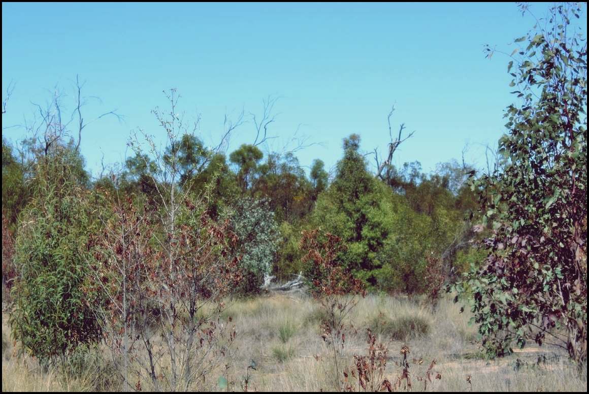 Lot 8 Basil Drive , Forest Ridge For Sale by Farmbuy.com - image 23