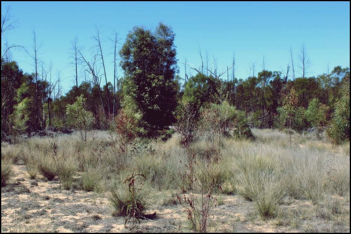 Lot 8 Basil Drive , Forest Ridge For Sale by Farmbuy.com - image 22