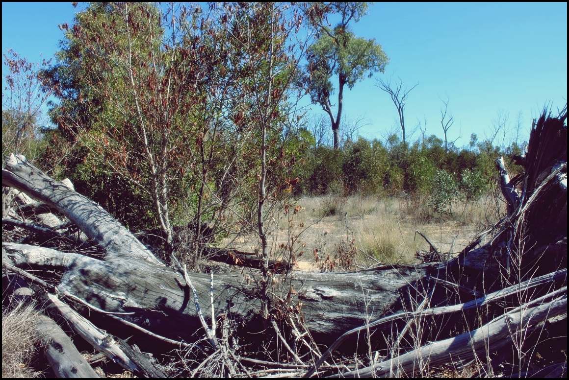 Lot 8 Basil Drive , Forest Ridge For Sale by Farmbuy.com - image 18