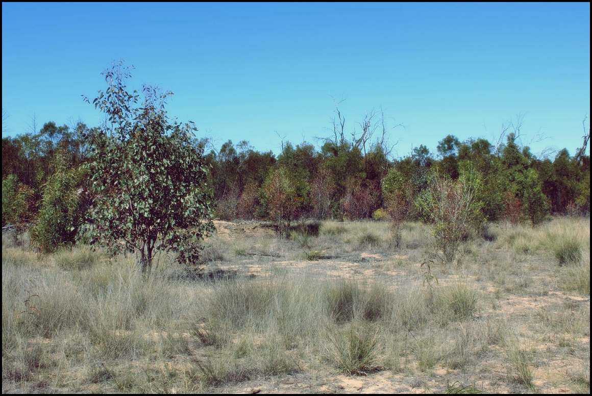 Lot 8 Basil Drive , Forest Ridge For Sale by Farmbuy.com - image 2