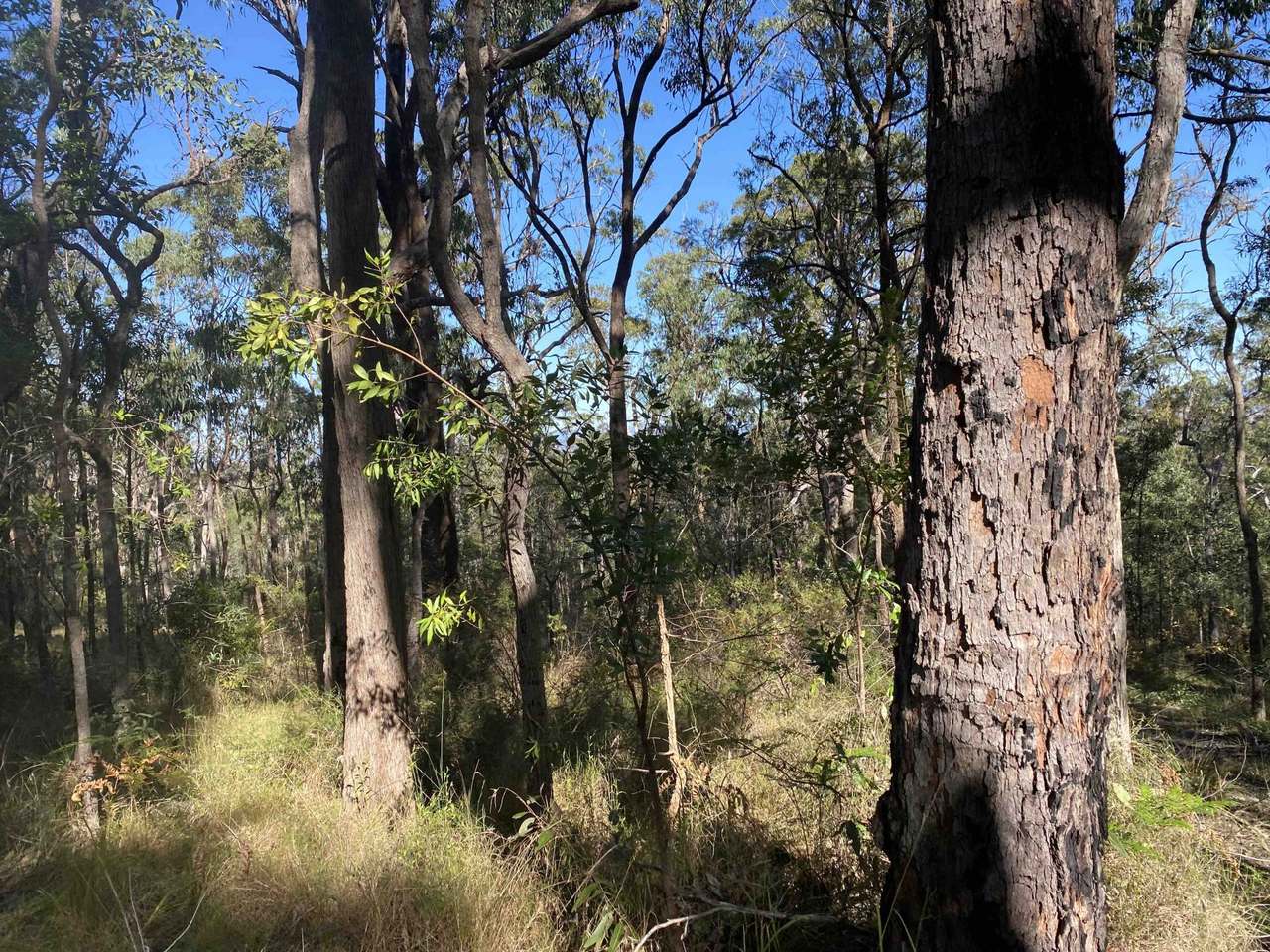 627 Tucabia-Tyndale Road , Tucabia For Sale by Farmbuy.com - image 7