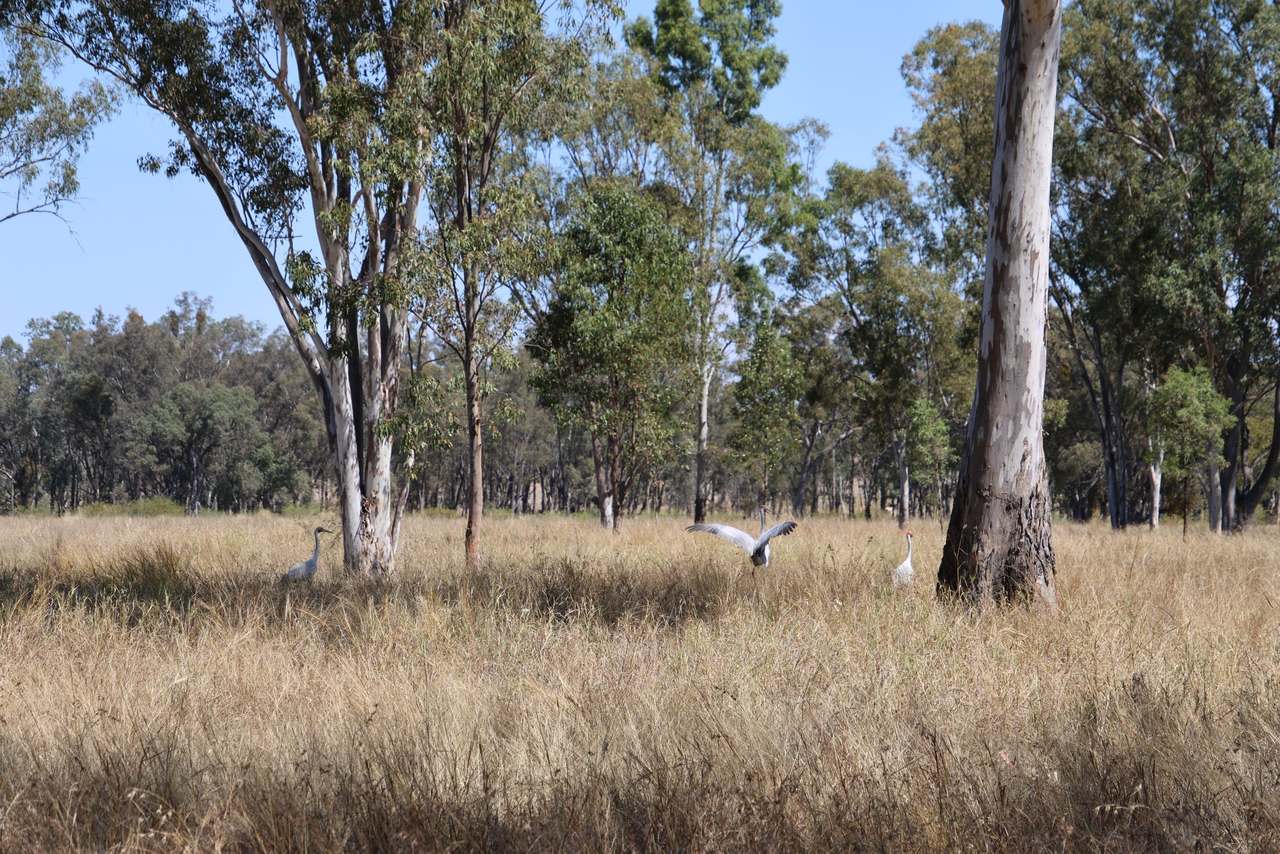 “Springvale”, Willows Gemfields For Sale by Farmbuy.com - image 3