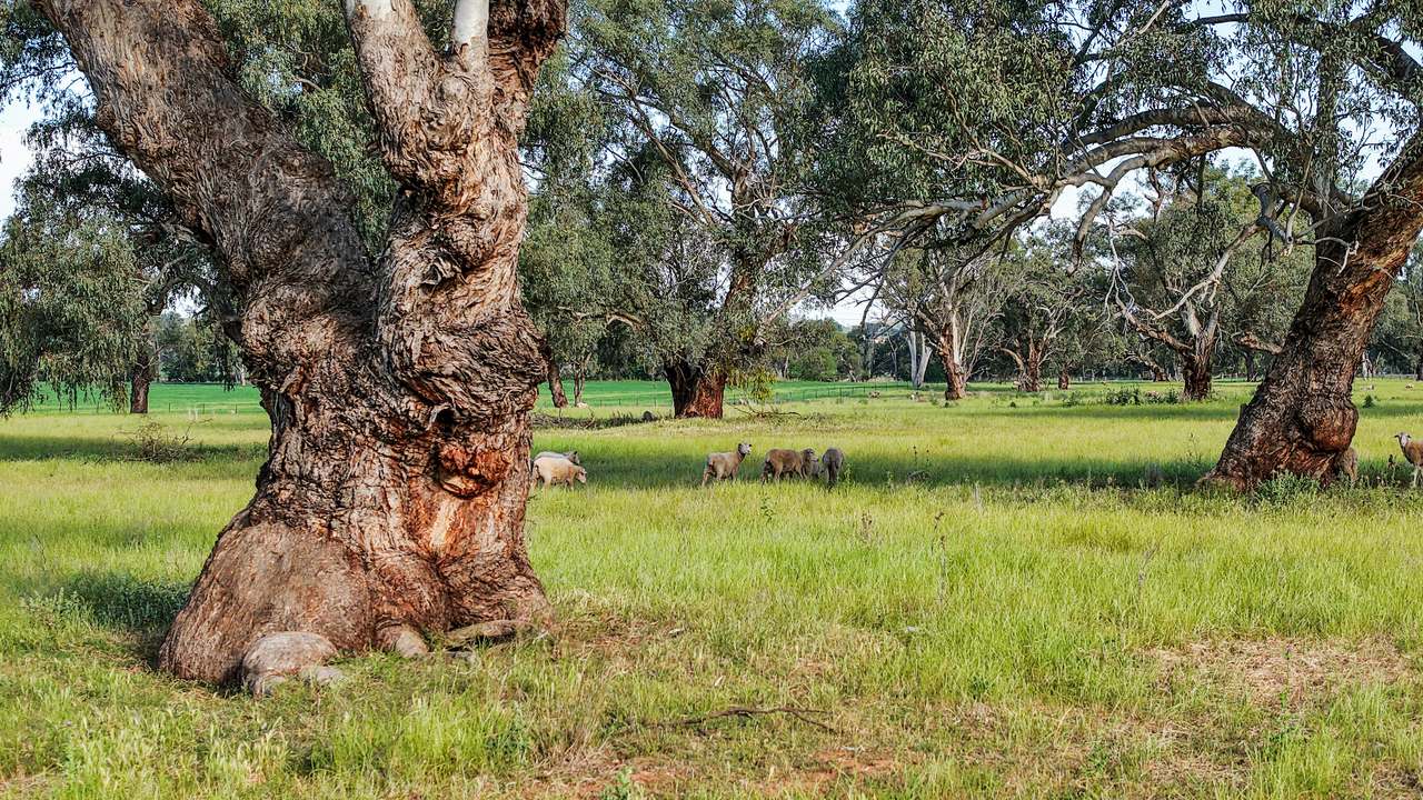 200 Warrengunyah Road, Mount Arthur Auction by Farmbuy.com - image 13
