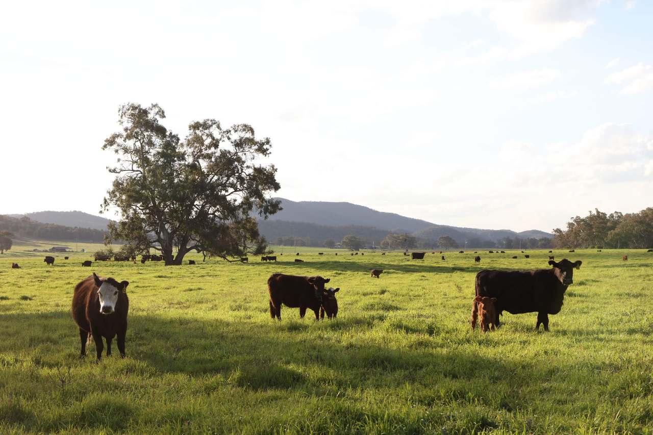 200 Warrengunyah Road, Mount Arthur Auction by Farmbuy.com - image 7