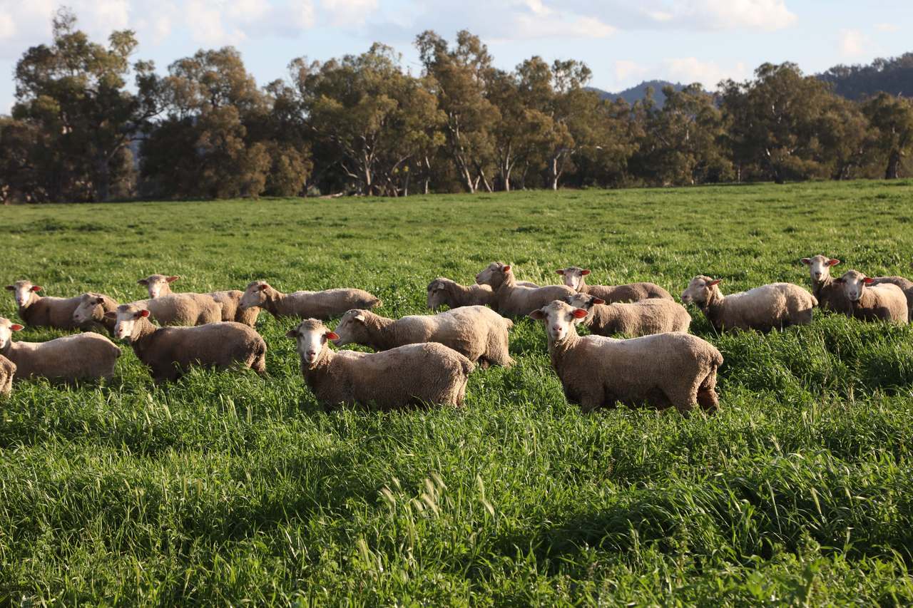 200 Warrengunyah Road, Mount Arthur Auction by Farmbuy.com - image 6