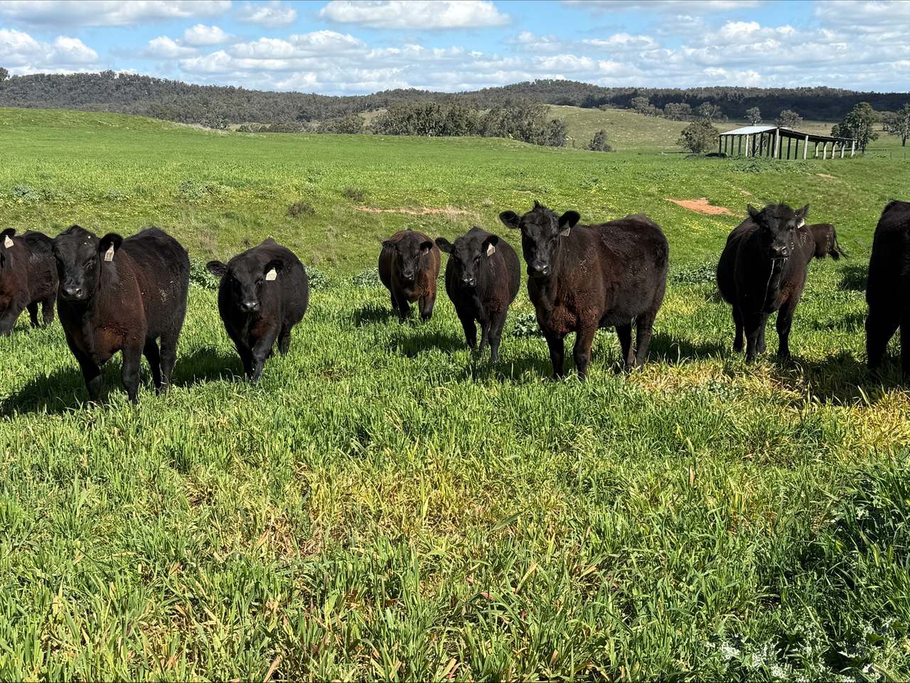 454 Brooklyn Road, DUNEDOO For Sale by Farmbuy.com - image 3