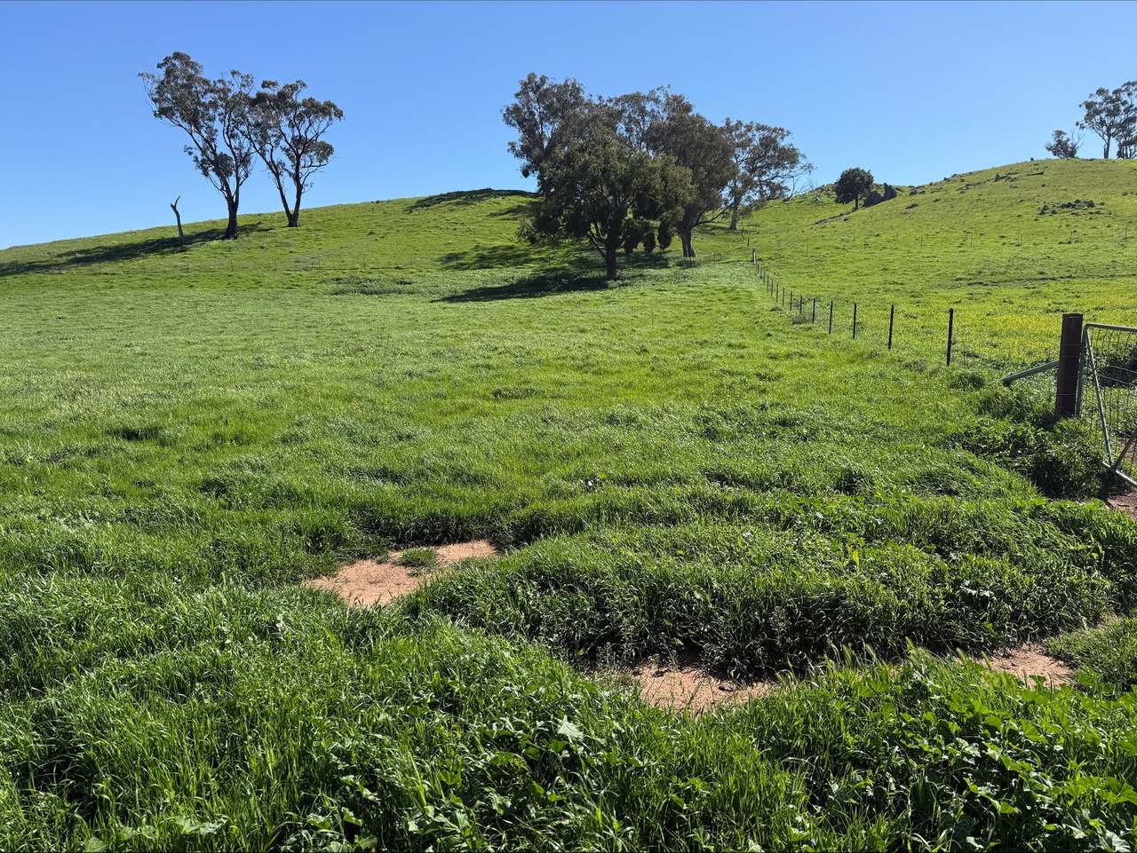 454 Brooklyn Road, DUNEDOO For Sale by Farmbuy.com - image 4