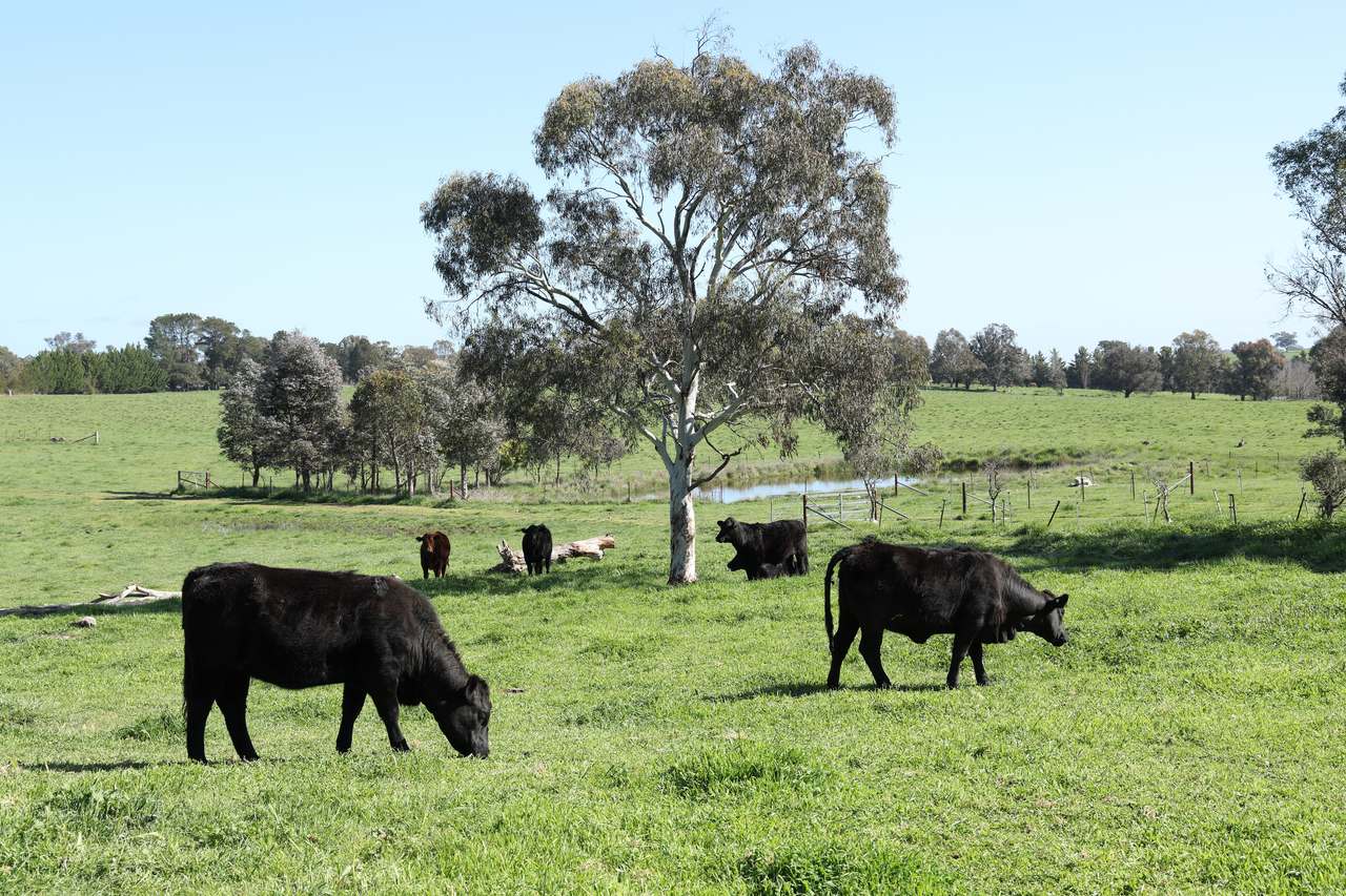 126 Oakey Creek Road, WALLAROO Auction by Farmbuy.com - image 2