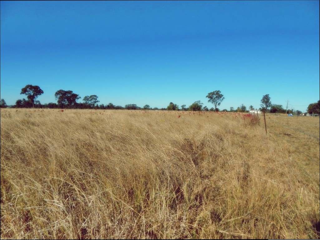 Rodney Road, MILLMERRAN For Sale by Farmbuy.com - image 3
