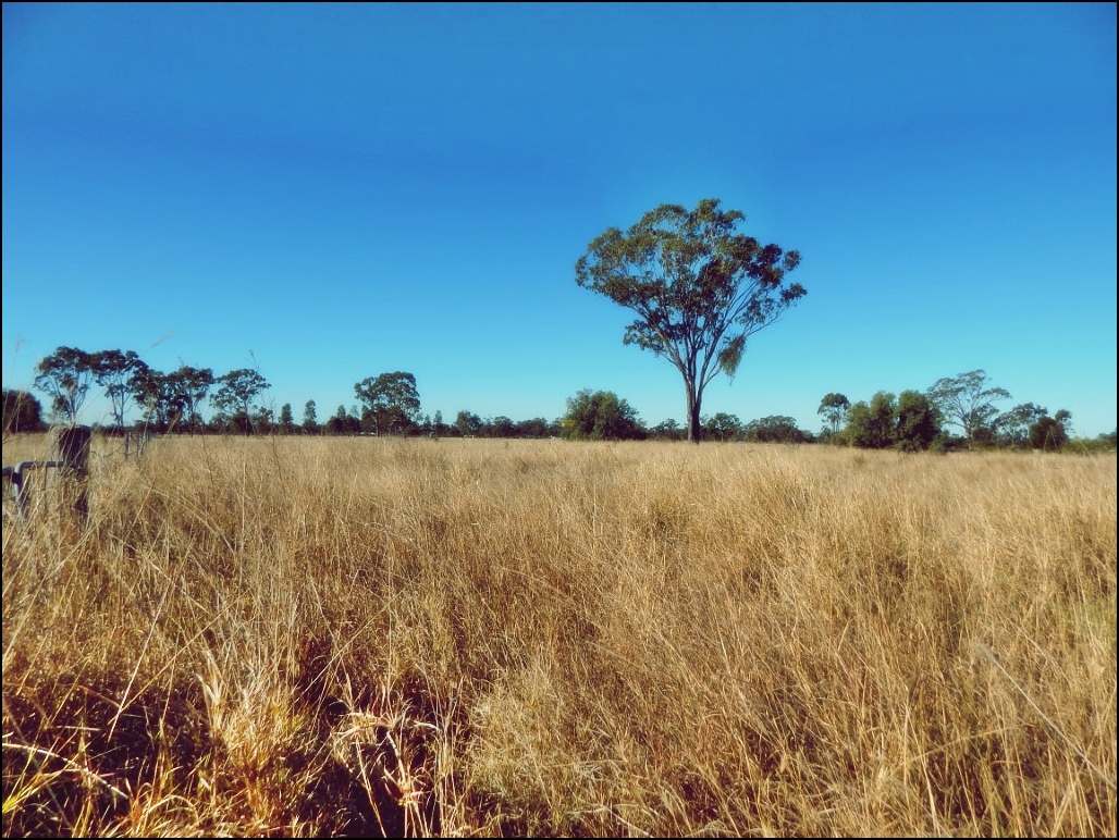 Rodney Road, MILLMERRAN For Sale by Farmbuy.com - image 13