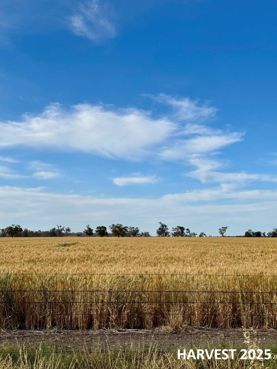 GILGANDRA Auction by Farmbuy.com - image 2