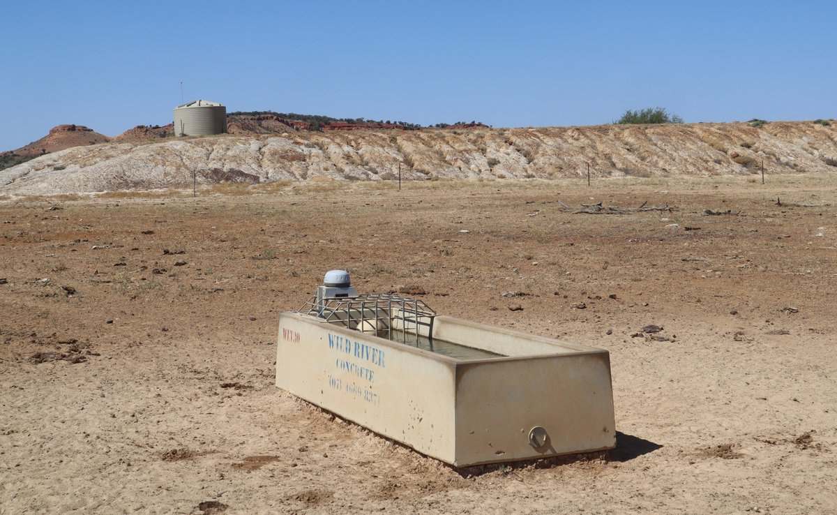 Flodden Hills, Windorah Auction by Farmbuy.com - image 5