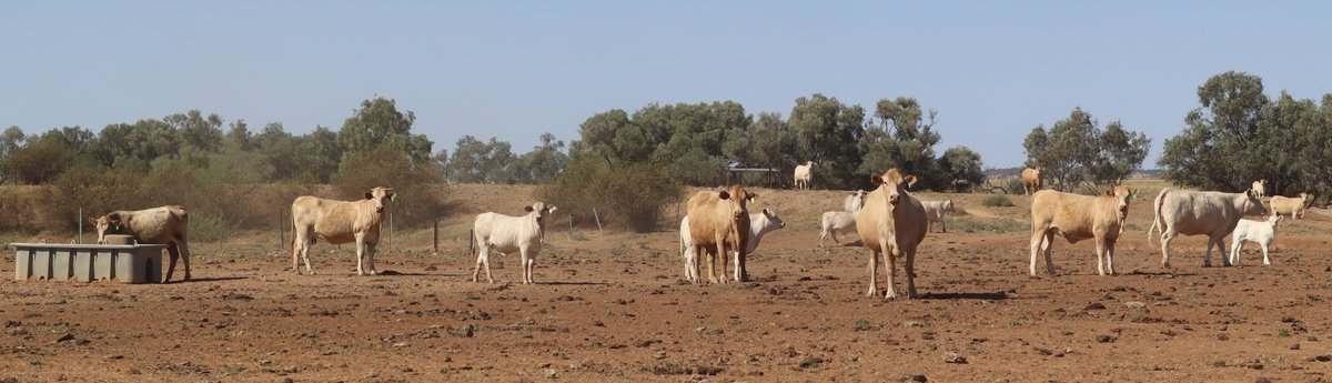 Flodden Hills, Windorah Auction by Farmbuy.com - image 2