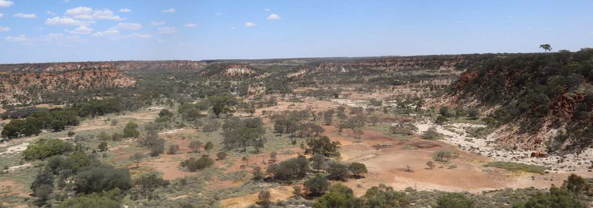 Flodden Hills, Windorah Auction by Farmbuy.com - image 7