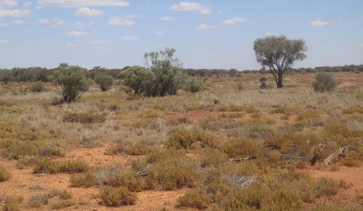 Flodden Hills, Windorah Auction by Farmbuy.com - image 11