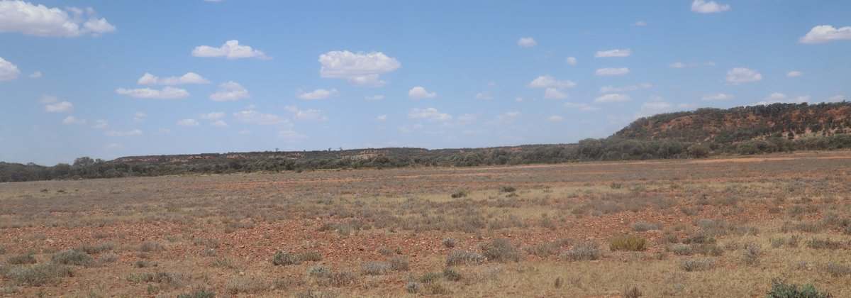 Flodden Hills, Windorah Auction by Farmbuy.com - image 10