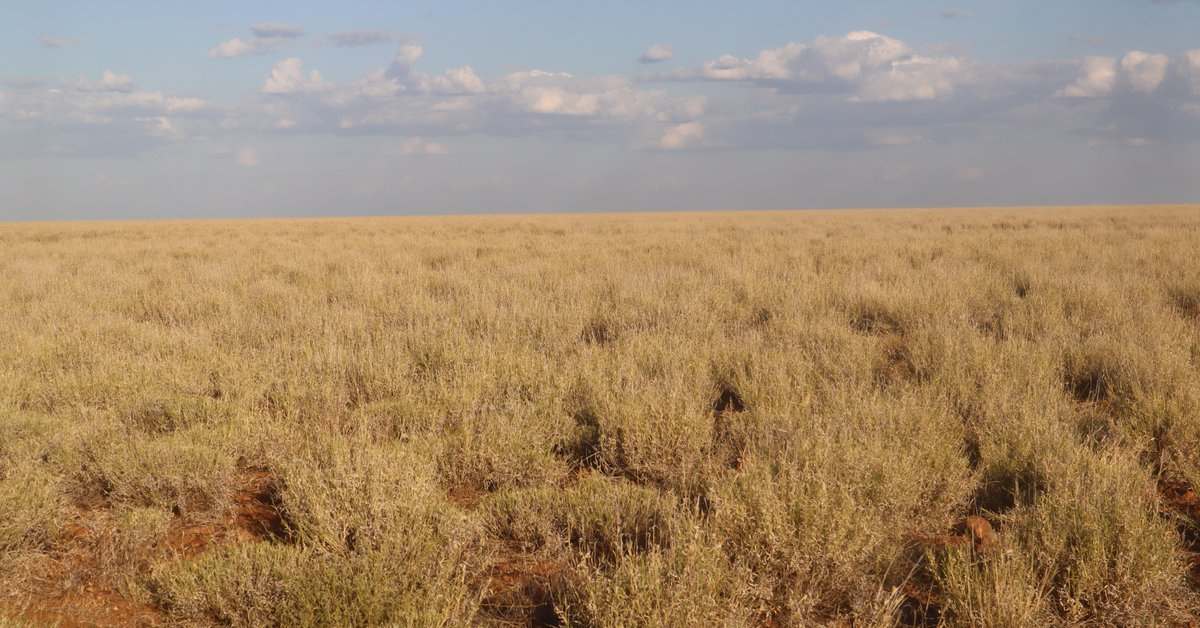 Flodden Hills, Windorah Auction by Farmbuy.com - image 8