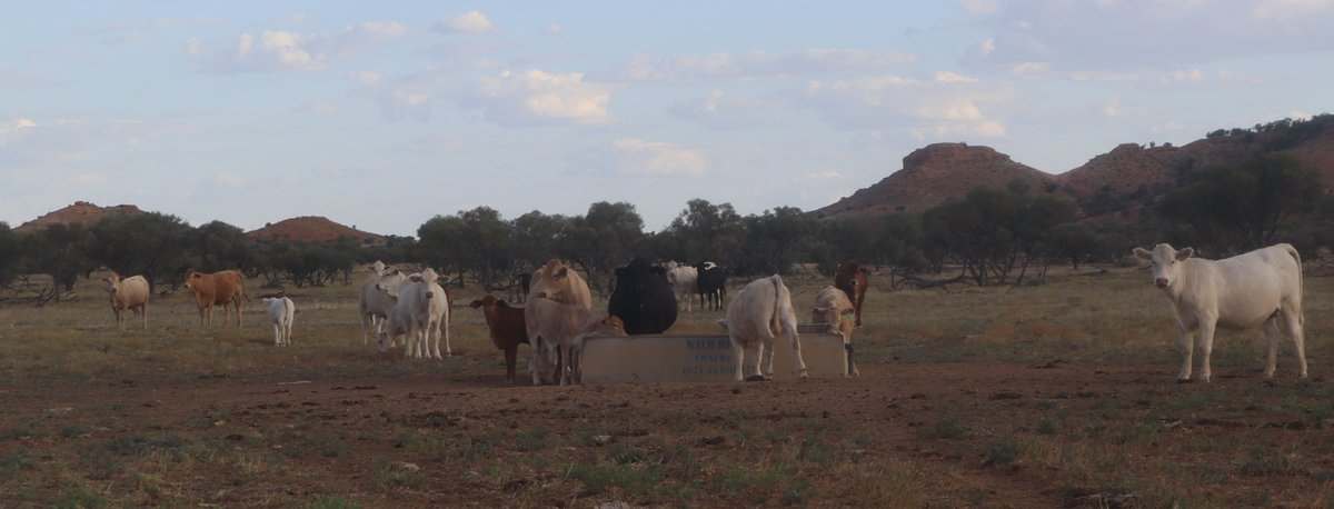 Flodden Hills, Windorah Auction by Farmbuy.com - image 18