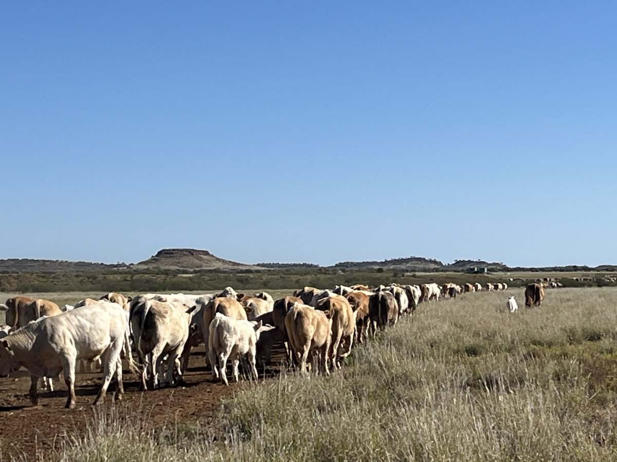Flodden Hills, Windorah Auction by Farmbuy.com - image 14