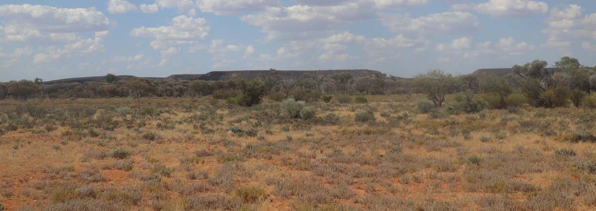 Flodden Hills, Windorah Auction by Farmbuy.com - image 16