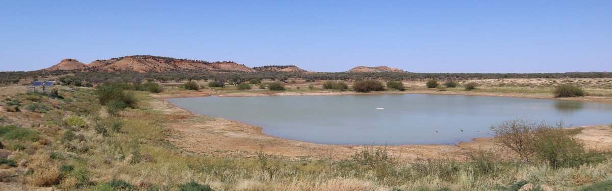Flodden Hills, Windorah Auction by Farmbuy.com - image 4