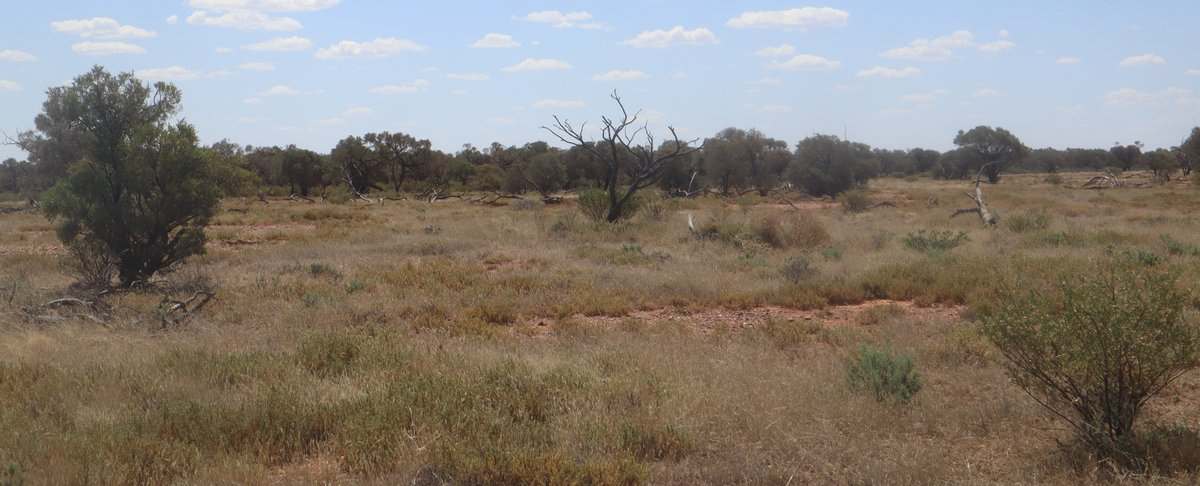 Flodden Hills, Windorah Auction by Farmbuy.com - image 12