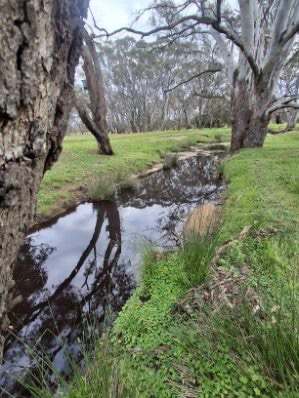 33 Bellellen Saleyards Road, Bellellen For Sale by Farmbuy.com - image 12