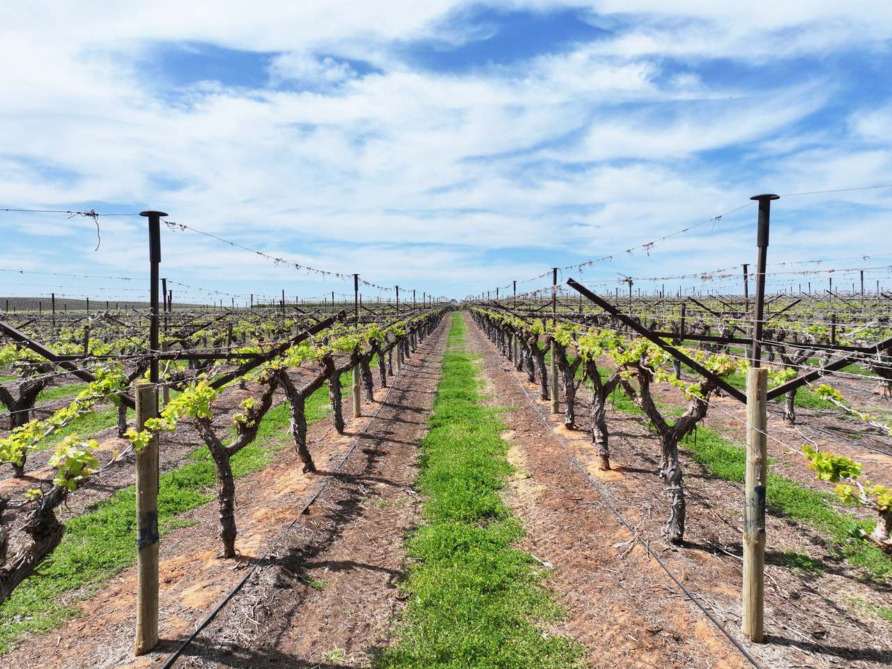 Treviso, Sunraysia For Sale by Farmbuy.com - image 28