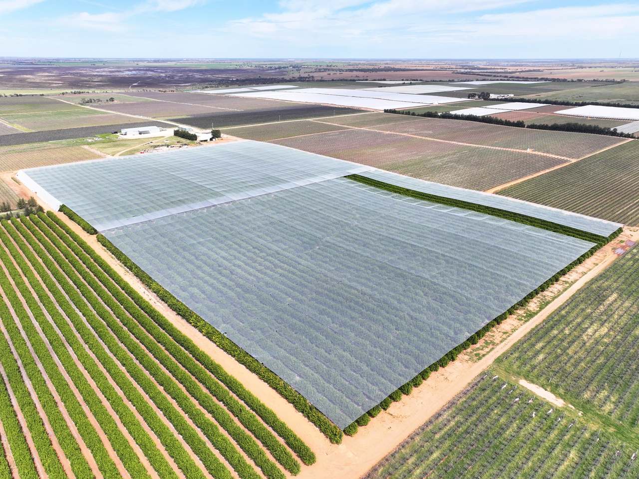 Treviso, Sunraysia For Sale by Farmbuy.com - image 19