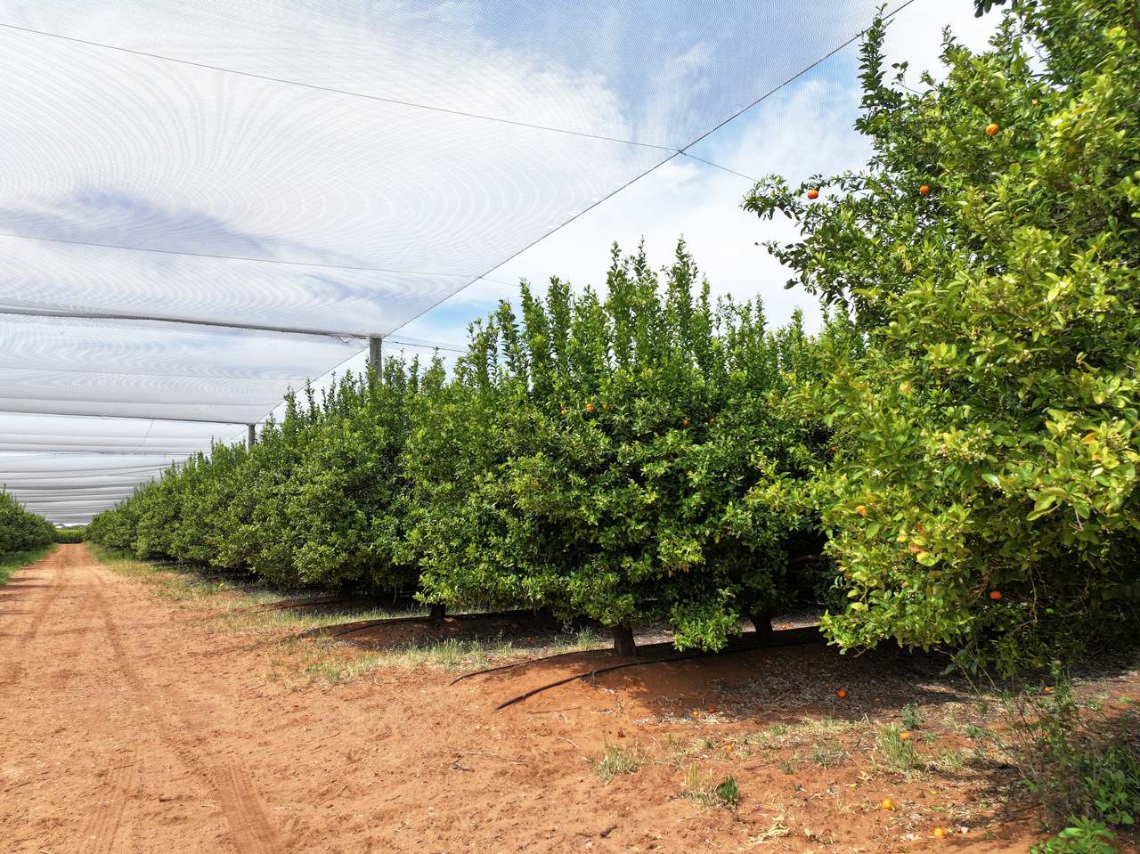 Treviso, Sunraysia For Sale by Farmbuy.com - image 24