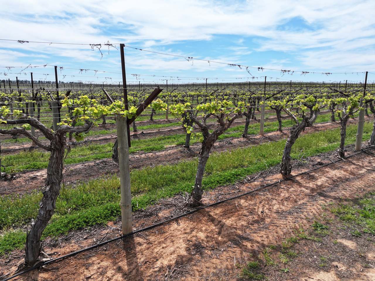 Treviso, Sunraysia For Sale by Farmbuy.com - image 7