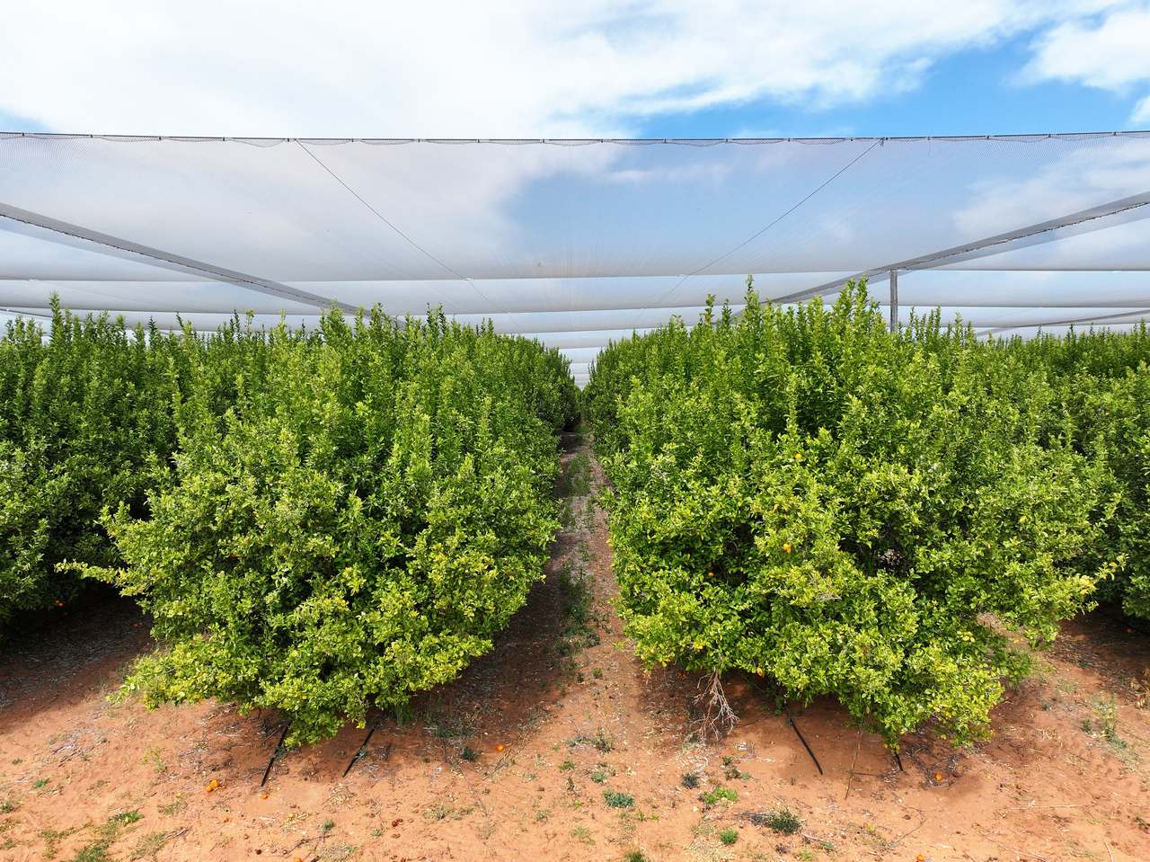 Treviso, Sunraysia For Sale by Farmbuy.com - image 22