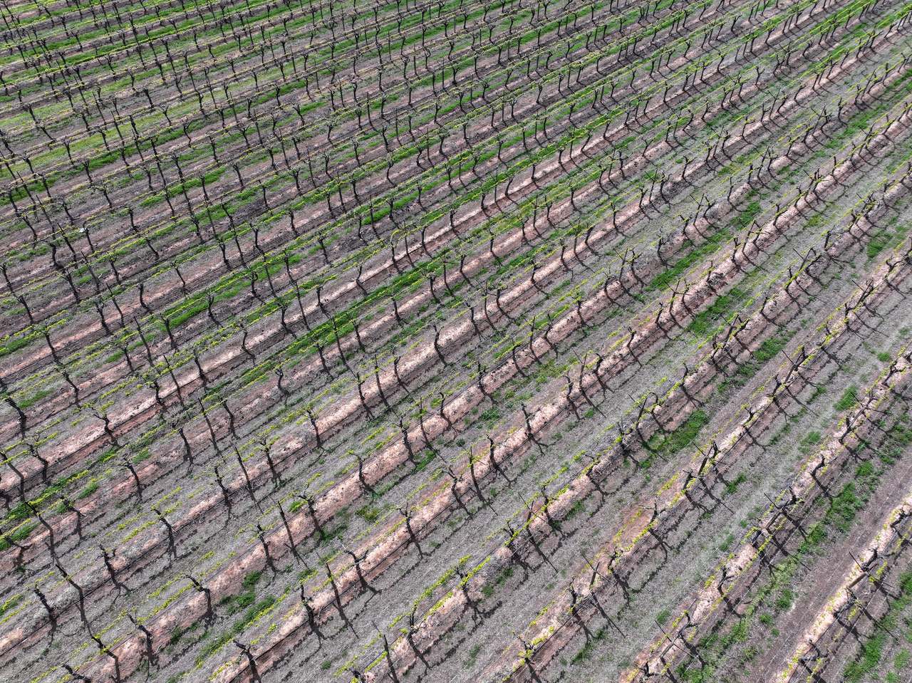 Treviso, Sunraysia For Sale by Farmbuy.com - image 6