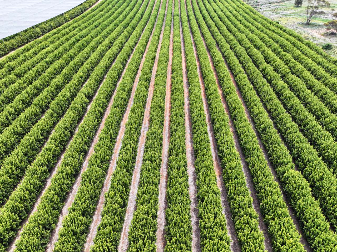Treviso, Sunraysia For Sale by Farmbuy.com - image 16