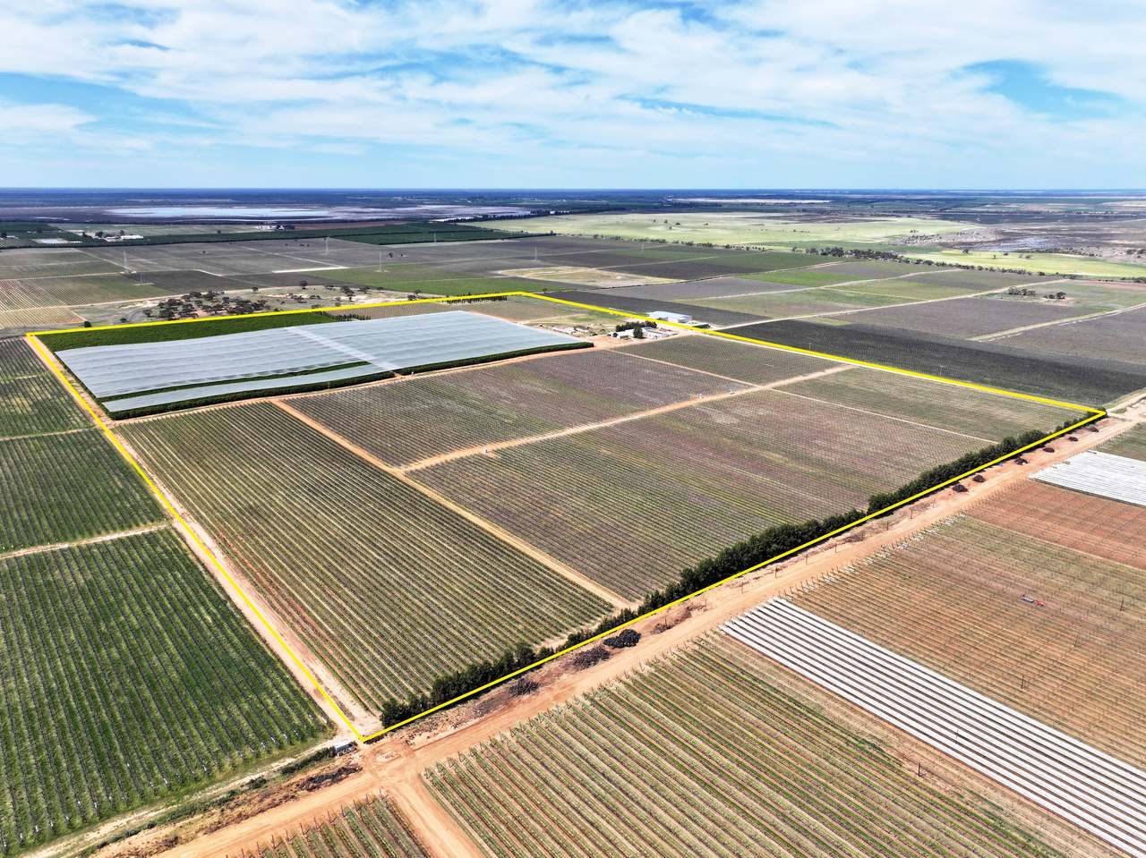 Treviso, Sunraysia For Sale by Farmbuy.com - image 34