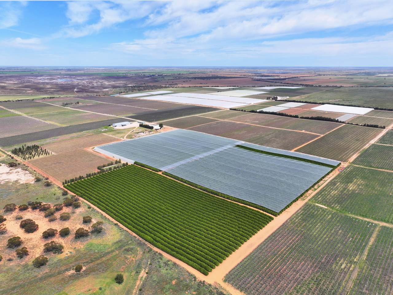 Treviso, Sunraysia For Sale by Farmbuy.com - image 2