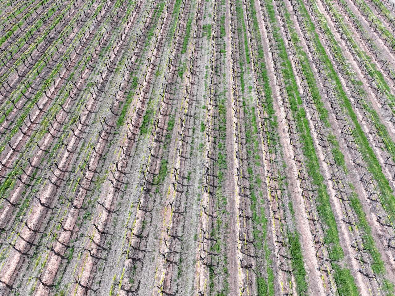 Treviso, Sunraysia For Sale by Farmbuy.com - image 5