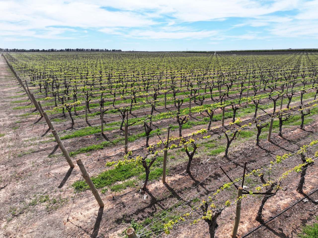 Treviso, Sunraysia For Sale by Farmbuy.com - image 29