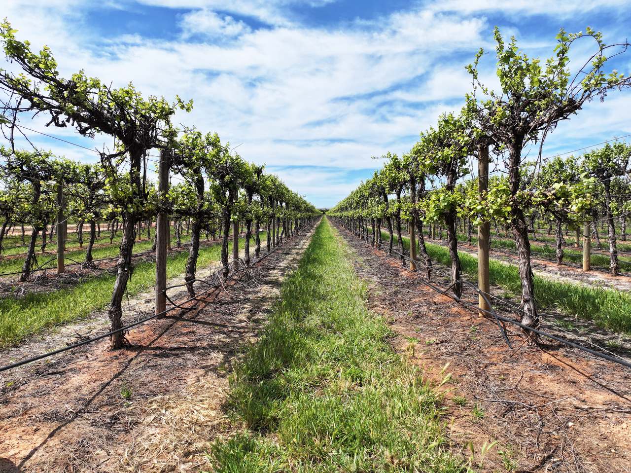 Treviso, Sunraysia For Sale by Farmbuy.com - image 30