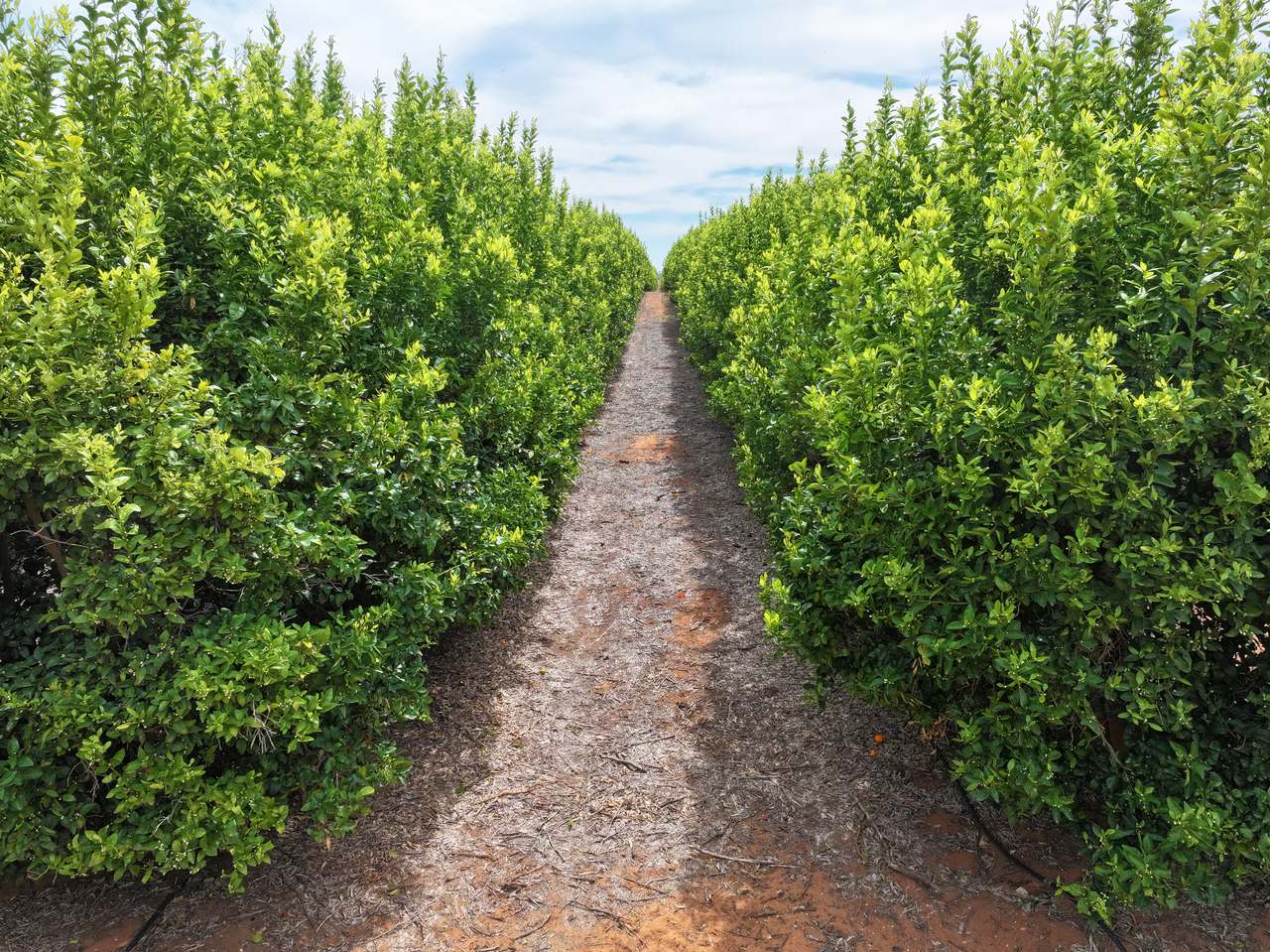 Treviso, Sunraysia For Sale by Farmbuy.com - image 18