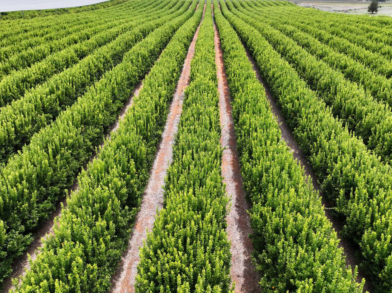 Treviso, Sunraysia For Sale by Farmbuy.com - image 17