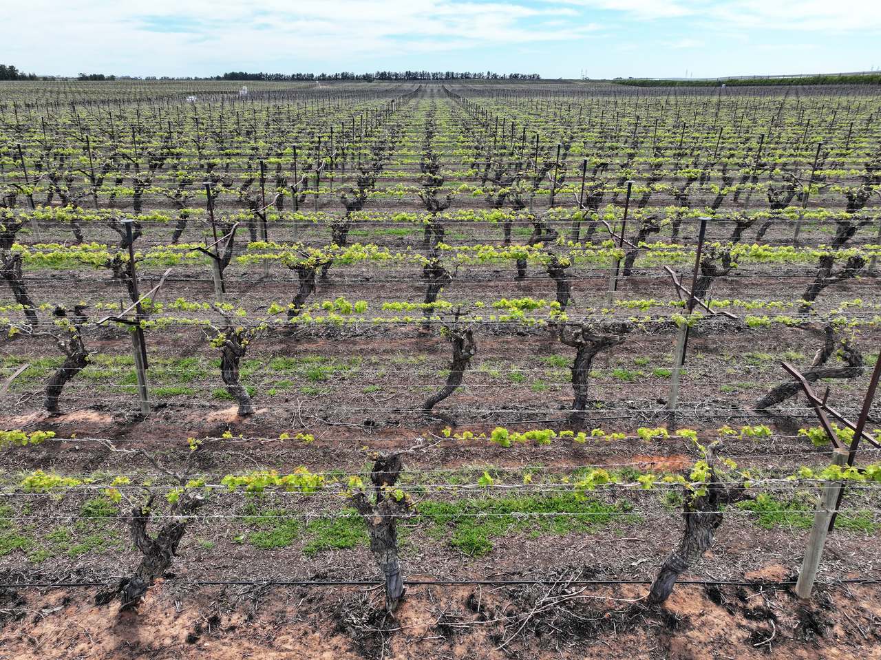 Treviso, Sunraysia For Sale by Farmbuy.com - image 9