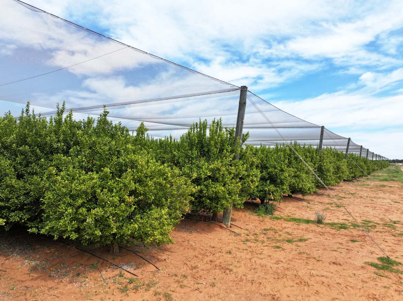Treviso, Sunraysia For Sale by Farmbuy.com - image 23