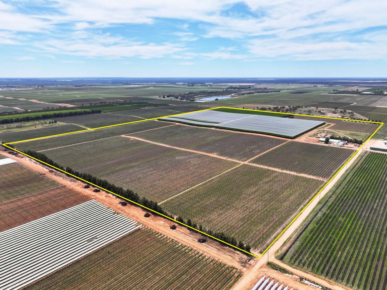 Treviso, Sunraysia For Sale by Farmbuy.com - image 31