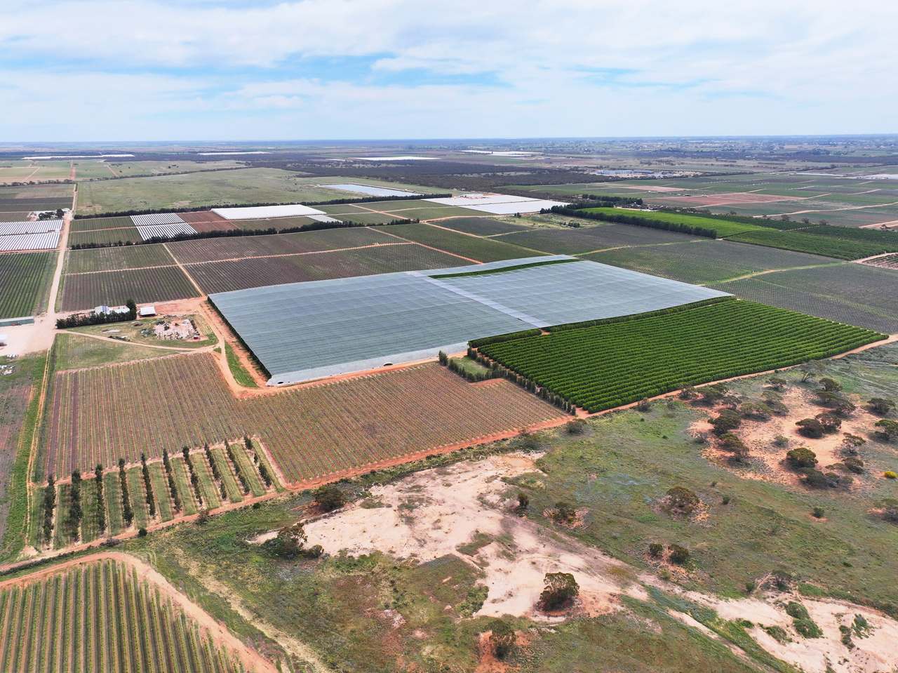 Treviso, Sunraysia For Sale by Farmbuy.com - image 3