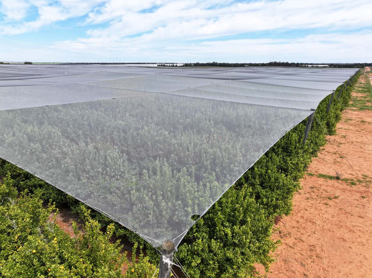 Treviso, Sunraysia For Sale by Farmbuy.com - image 20